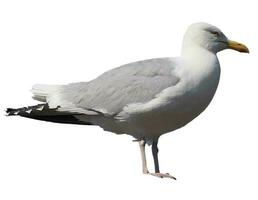 mouette oiseau isolé plus de blanc photo