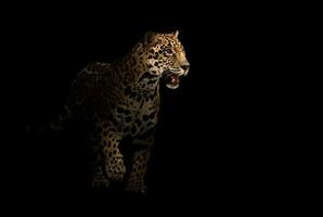 jaguar panthera onca dans le foncé photo