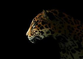 jaguar panthera onca dans le foncé photo