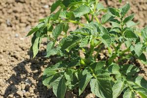 plante de pomme de terre sur un champ agricole photo