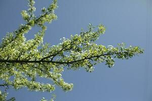 Pomme arbre dans printemps. Pomme arbre branches. fleurs dans printemps. photo