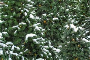 fermer de Frais bleu épicéa branches avec guirlande embrasé lumières et neige. composition aménagement paysager dans Japonais jardin. la nature botanique à feuilles persistantes pin conifère les plantes. Noël vacances arbre décor photo