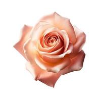 Rose fleur sur blanc Contexte. génératif ai photo