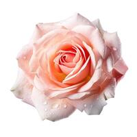 Rose fleur sur blanc Contexte. génératif ai photo