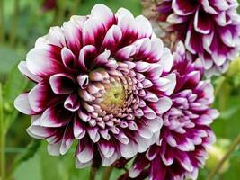 fermer de une violet et blanc dahlia Floraison mystère journée photo