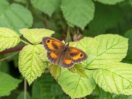 portier papillon, pyronie tithone, sur une la mûre feuille photo