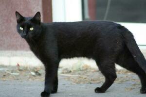 une chat avec ses bouche ouvert photo