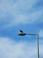 une noir corbeau est assis sur une rue lampe contre le bleu ciel. photo