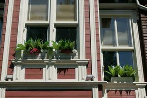 floraison les plantes. épanouissement fleurs sur balcon de une maison photo