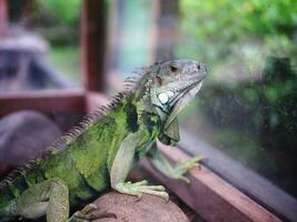 vert iguane rampant sur rochers et bois frites dans une verre cage, iguane tête proche en haut photo