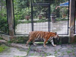 une gros tigre a été en marchant dans une cage à le zoo tandis que ouverture le sien bouche et collage en dehors le sien langue photo
