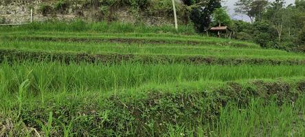 vert paysage terrasses de riz des champs dans Indonésie. rural concept photo