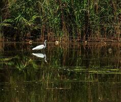 le européen sauvage héron alimente dans une rivière entrée avec roseaux. le oiseau captures nourriture dans le étang. le blanc plumage de une héron reflétant dans le l'eau. photo