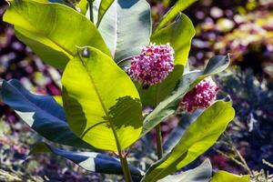 asclépias syriaque . asclépiade américain est une genre de herbacé, vivace, floraison les plantes connu comme asclépiades photo