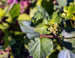 circaea lutétienne est une sauvage plante. plante épanouissement dans été. photo