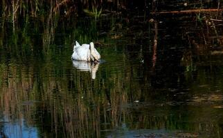 une magnifique blanc cygne nage dans le l'eau. comportement de une sauvage oiseau dans la nature. animal faune fond d'écran Contexte. photo