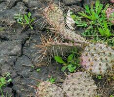 épineux poire cactus ou opuntia humifusa dans le jardin photo