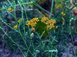 fleurs de achillée agérate, aussi connu comme sucré achillée, dans le jardin. il est une floraison plante dans le tournesol famille, astéracées. photo