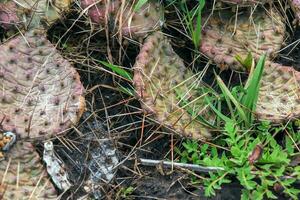 épineux poire cactus ou opuntia humifusa dans le jardin photo