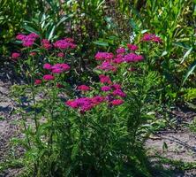 rose épanouissement achillée fleurs dans le forêt. achillée millefeuille cerise reine. photo