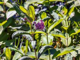 asclépias syriaque . asclépiade américain est une genre de herbacé, vivace, floraison les plantes connu comme asclépiades photo
