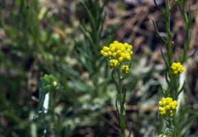 hélichryse arène l est aussi connu comme nain éternelle, et comme immortelle. photo