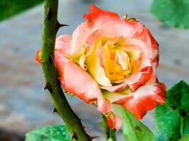 fermer sur une rose Rose dans le jardin et dans été. pendant le coucher du soleil ou lever du soleil. photo