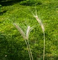 Jaune oreilles de blé contre le Contexte de vert herbe sur une brillant ensoleillé été journée. photo