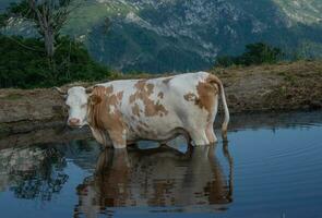 vache immergé dans le Lac photo