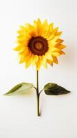 photo de un tige de tournesol isolé sur blanc Contexte. génératif ai