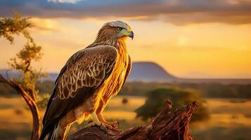 photo de fauve Aigle sur savane à le coucher du soleil. génératif ai