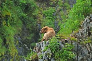 Jeune ours repos dans le wilds photo