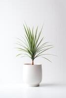 photo de ornemental les plantes dans minimaliste pot comme plante d'appartement pour Accueil décoration isolé sur blanc Contexte. génératif ai