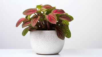 photo de fittonia dans minimaliste pot comme plante d'appartement pour Accueil décoration isolé sur blanc Contexte. génératif ai