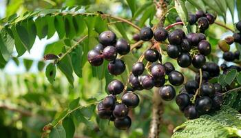 acai baies sur le arbre sur une Naturel ferme photo