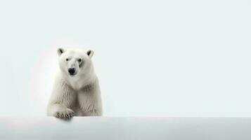 photo de une noisette le polaire ours sur blanc Contexte. génératif ai