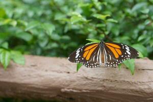 papillon capture feuille. photo