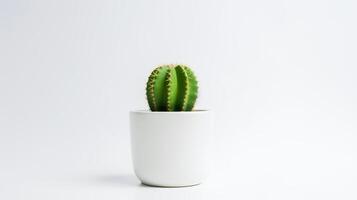 photo de cactus dans minimaliste pot comme plante d'appartement pour Accueil décoration isolé sur blanc Contexte. génératif ai