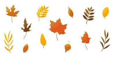 feuilles feuillage l'automne ensemble éléments forêt coloré photo