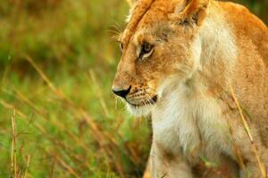 lionne dans le sauvage photo