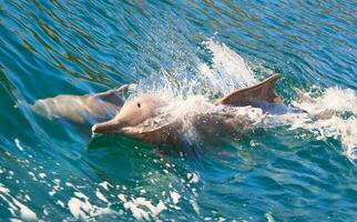 deux dauphins en jouant dans ouvert mer photo