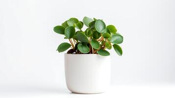 photo de peperomia dans minimaliste pot comme plante d'appartement pour Accueil décoration isolé sur blanc Contexte. génératif ai