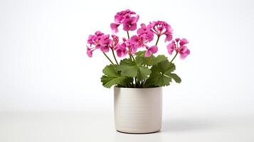 photo de géranium dans minimaliste pot comme plante d'appartement pour Accueil décoration isolé sur blanc Contexte. génératif ai