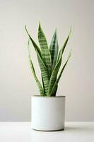 photo de ornemental plante dans minimaliste pot comme plante d'appartement pour Accueil décoration isolé sur blanc Contexte. génératif ai