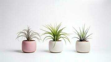photo de ornemental les plantes dans minimaliste pot comme plante d'appartement pour Accueil décoration isolé sur blanc Contexte. génératif ai