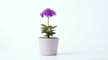 photo de violet fleur dans minimaliste pot comme plante d'appartement pour Accueil décoration isolé sur blanc Contexte. génératif ai