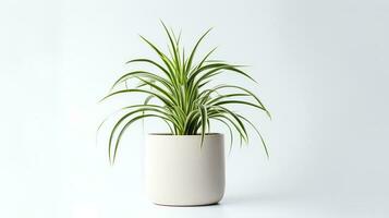 photo de araignée plante dans minimaliste pot comme plante d'appartement pour Accueil décoration isolé sur blanc Contexte. génératif ai