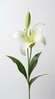 photo de un tige de lis fleur isolé sur blanc Contexte. génératif ai