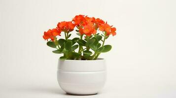 photo de Kalanchoe dans minimaliste pot comme plante d'appartement pour Accueil décoration isolé sur blanc Contexte sur blanc tableau. génératif ai