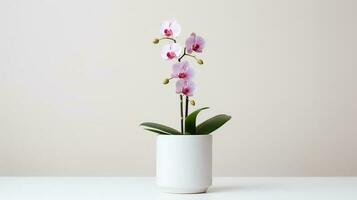 photo de orchidée dans minimaliste pot comme plante d'appartement pour Accueil décoration isolé sur blanc Contexte. génératif ai